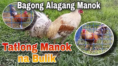 bulik na manok meaning|BULIK: Tagalog.